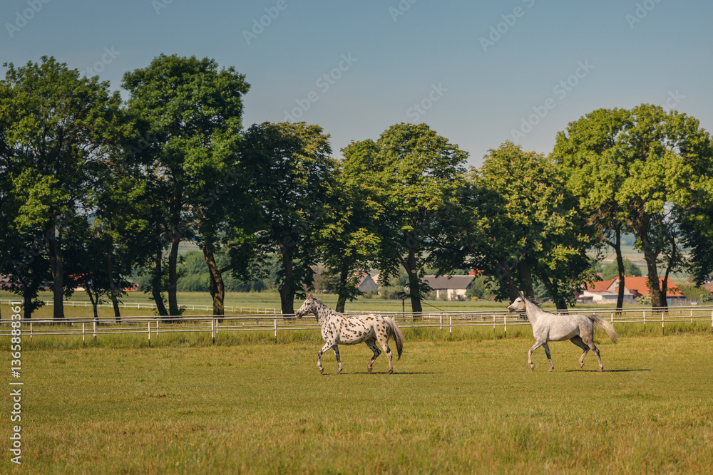 Horses standing peacefully in the paddock at Michałów stud. Majestic Arabian beauties graze on lush green grass, bathed in warm sunlight, creating a serene and picturesque rural scene of elegance and