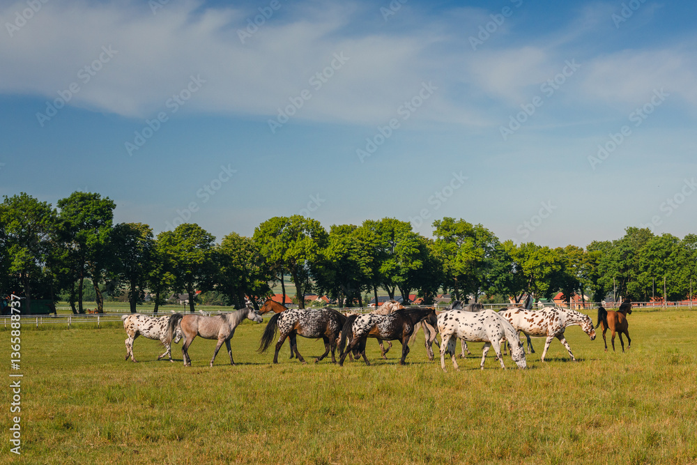 Horses standing peacefully in the paddock at Michałów stud. Majestic Arabian beauties graze on lush green grass, bathed in warm sunlight, creating a serene and picturesque rural scene of elegance and