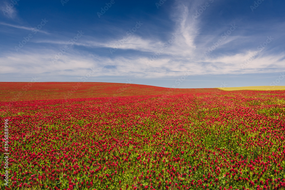 Red clover blooming in a field, bathed in warm sunlight. Delicate purple-pink flowers contrast with lush green leaves, creating a picturesque rural scene full of summer charm and natural beauty. Red clover blooming in a field, bathed in warm sunlight. Delicate purple-pink flowers contrast with lush green leaves, creating a picturesque rural scene full of summer charm and natural beauty.