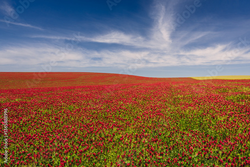 Obraz na płótnie Red clover blooming in a field, bathed in warm sunlight. Delicate purple-pink flowers contrast with lush green leaves, creating a picturesque rural scene full of summer charm and natural beauty. w salonie