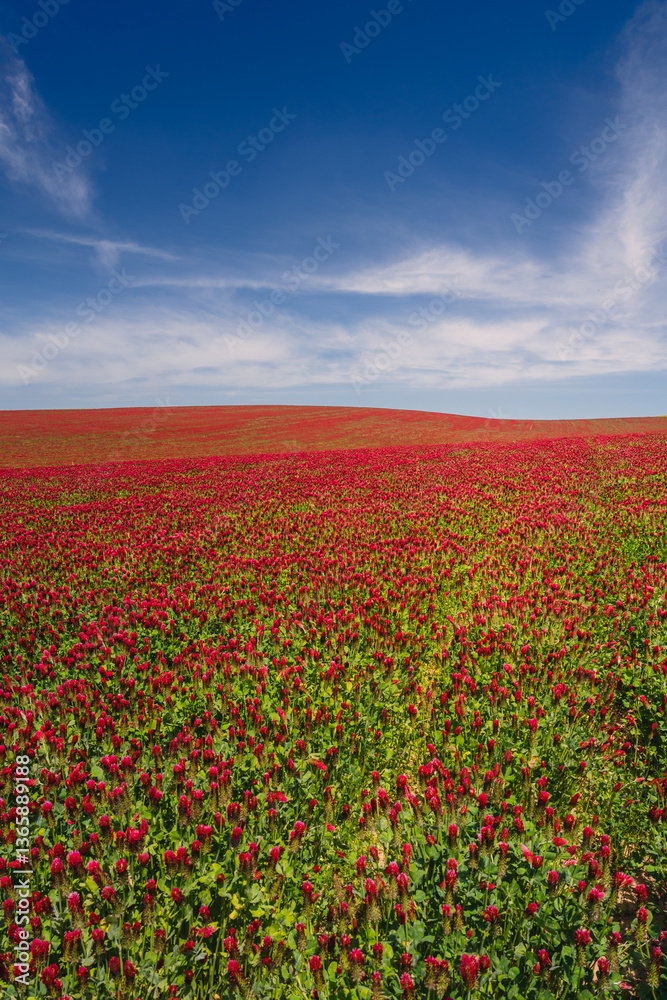 Red clover blooming in a field, bathed in warm sunlight. Delicate purple-pink flowers contrast with lush green leaves, creating a picturesque rural scene full of summer charm and natural beauty.