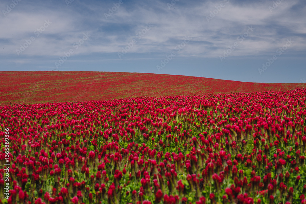 Red clover blooming in a field, bathed in warm sunlight. Delicate purple-pink flowers contrast with lush green leaves, creating a picturesque rural scene full of summer charm and natural beauty.