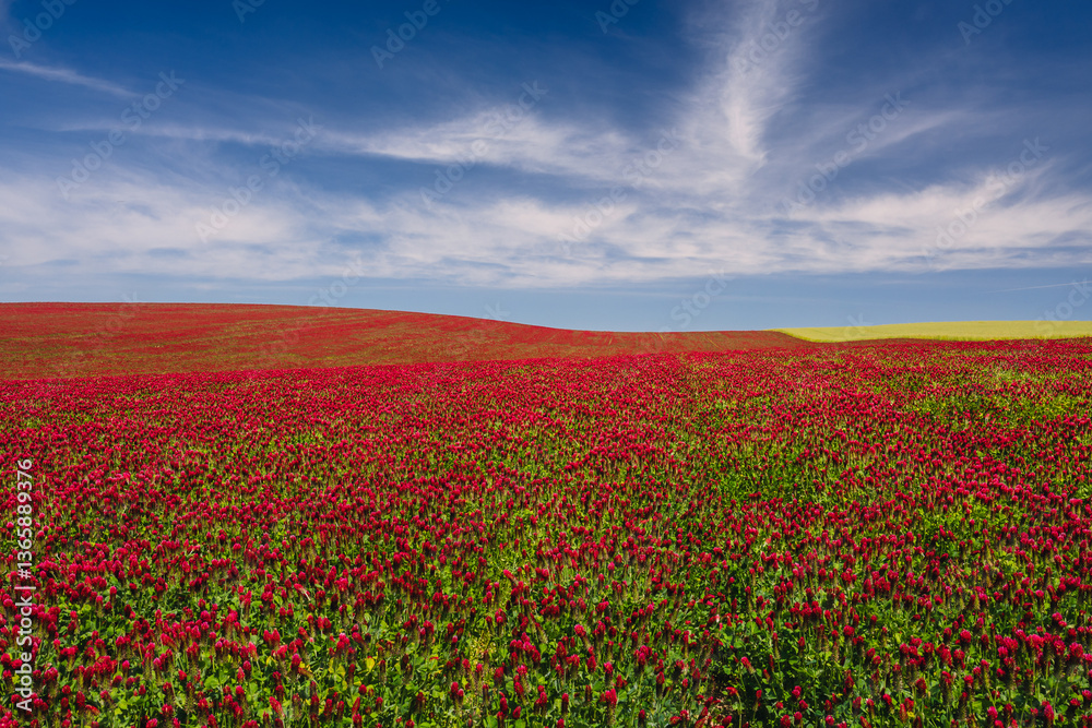 Red clover blooming in a field, bathed in warm sunlight. Delicate purple-pink flowers contrast with lush green leaves, creating a picturesque rural scene full of summer charm and natural beauty.
