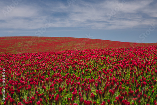 Obraz na płótnie Red clover blooming in a field, bathed in warm sunlight. Delicate purple-pink flowers contrast with lush green leaves, creating a picturesque rural scene full of summer charm and natural beauty. w salonie