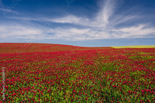 Obraz na płótnie Red clover blooming in a field, bathed in warm sunlight. Delicate purple-pink flowers contrast with lush green leaves, creating a picturesque rural scene full of summer charm and natural beauty. w salonie