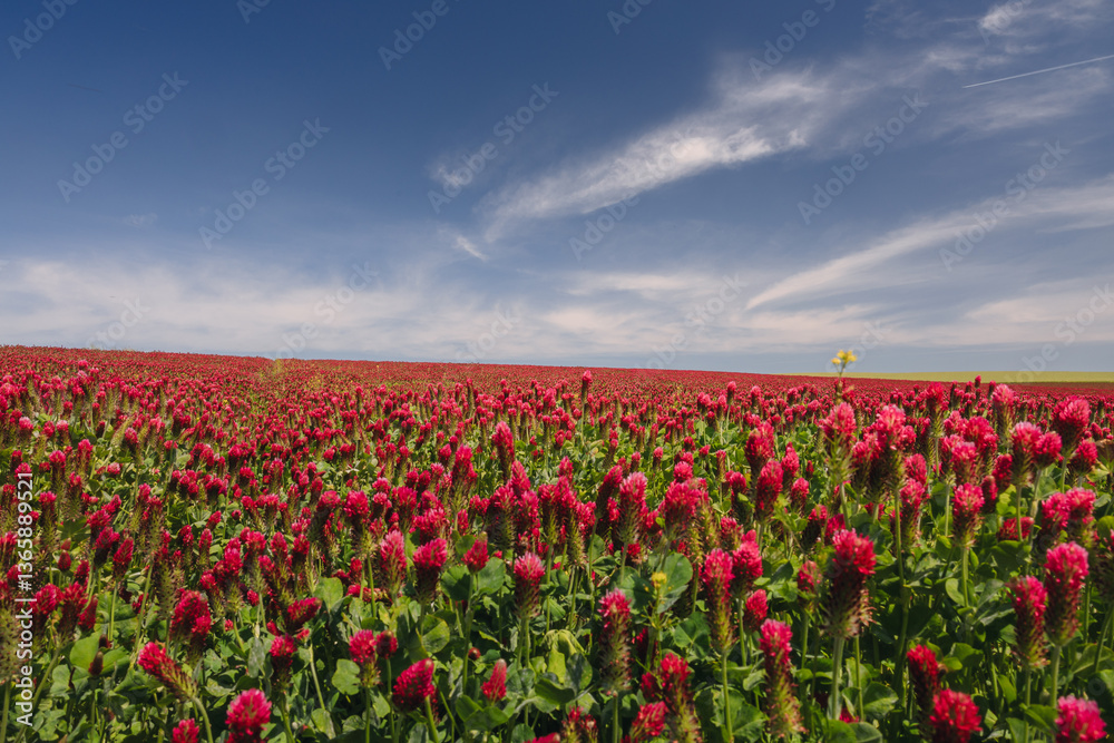 Red clover blooming in a field, bathed in warm sunlight. Delicate purple-pink flowers contrast with lush green leaves, creating a picturesque rural scene full of summer charm and natural beauty.
