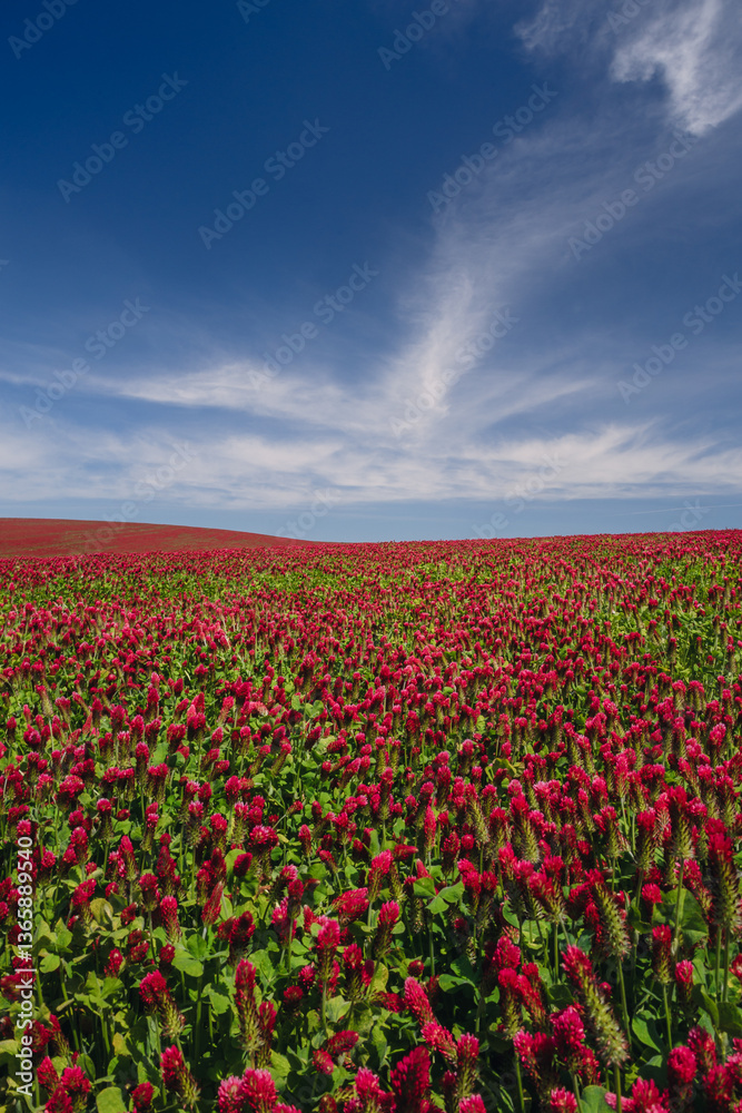 Red clover blooming in a field, bathed in warm sunlight. Delicate purple-pink flowers contrast with lush green leaves, creating a picturesque rural scene full of summer charm and natural beauty.