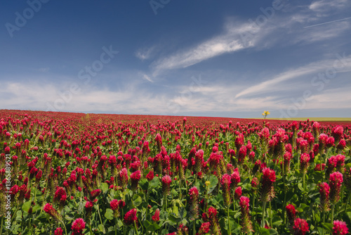 Red clover blooming in a field, bathed in warm sunlight. Delicate purple-pink flowers contrast with lush green leaves, creating a picturesque rural scene full of summer charm and natural beauty.