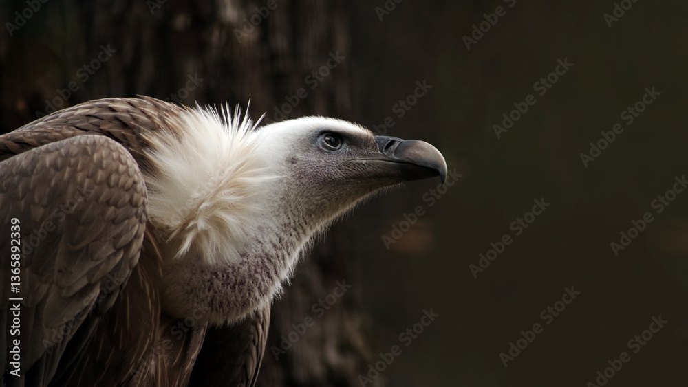 Eurasian griffon vulture in profile on a dark background.. Eurasian griffon vulture in profile on a dark background..