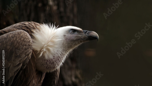 Eurasian griffon vulture in profile on a dark background..