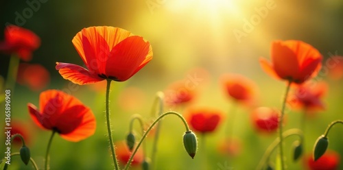 Vibrant red poppies bathed in sunlight, idyllic summer scene, flora, countryside