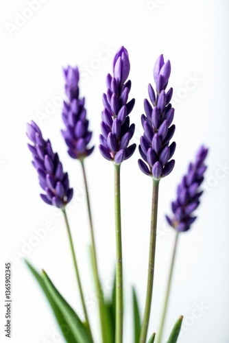 Close-up of several lavender sprigs, stark white background , design, background