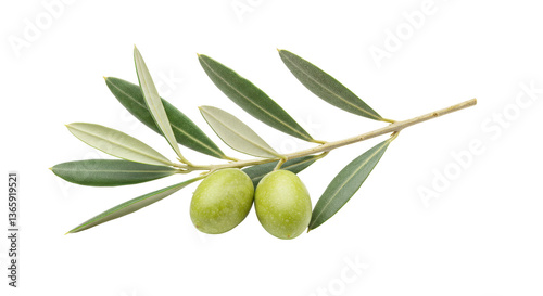 Isolated Pair of Green Olives on Branch