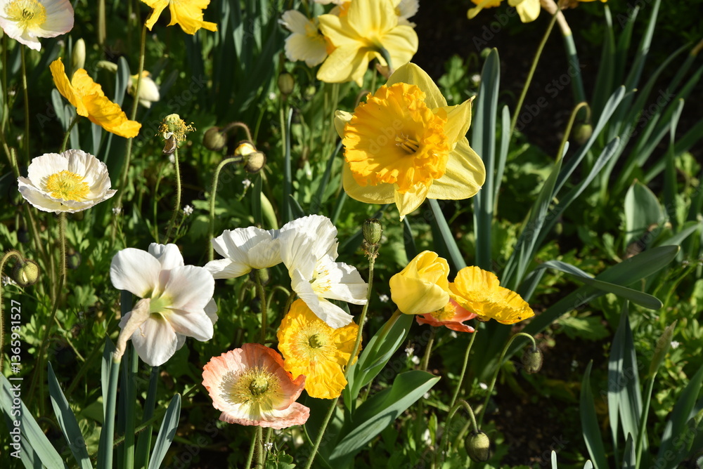 Narcissus pseudonarcissus au printemps au jardin Narcissus pseudonarcissus au printemps au jardin