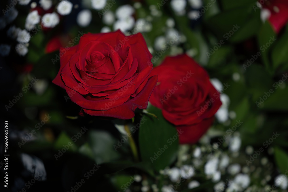 Light shining on red rose petals Light shining on red rose petals