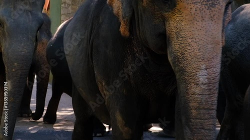 A herd of Asian elephants with their calves walk through the city streets