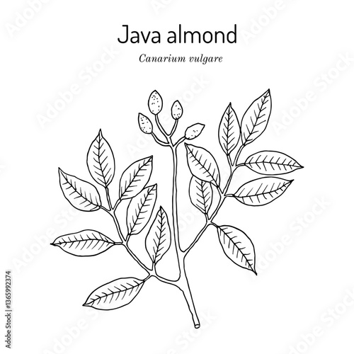 Java Almond, Canarium vulgare, edible and medicinal plant. Hand drawn botanical vector illustration