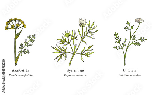 Collection of edible and medicinal plants