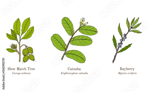 Collection of edible and medicinal plants