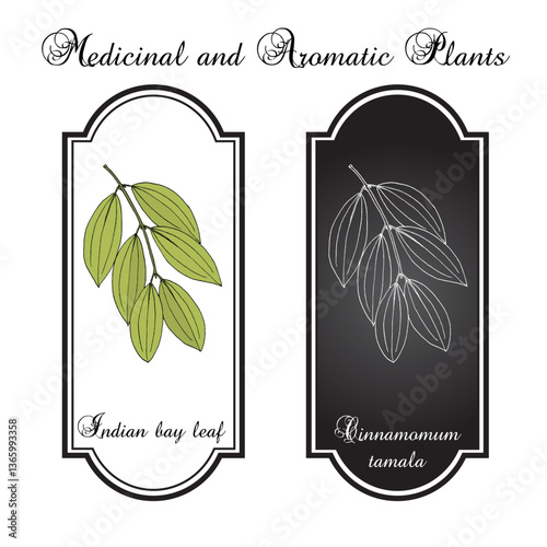 Indian bay leaf, or tejpat (Cinnamomum tamala), edible and medicinal plant. Hand drawn vector illustration