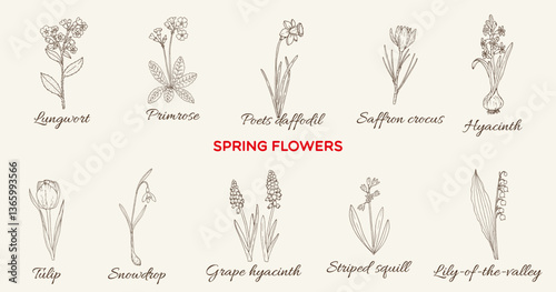 Spring flowers collection. Hand drawn vector illustration