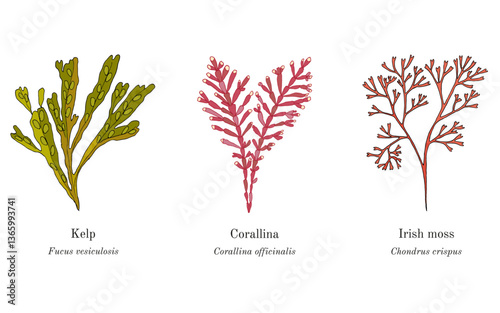 Collection of edible and medicinal plants