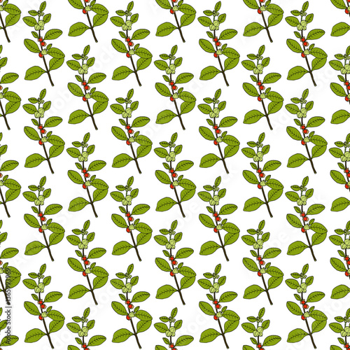 Seamless pattern with hand drawn Ashwagandha, or Indian ginseng (Withania somnifera), medicinal plant