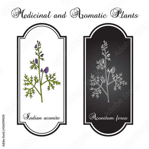 Indian Aconite (Aconitum ferox), medicinal plant. Hand drawn vector illustration