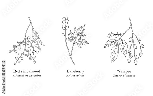 Collection of edible and medicinal plants. Hand drawn botanical vector illustration