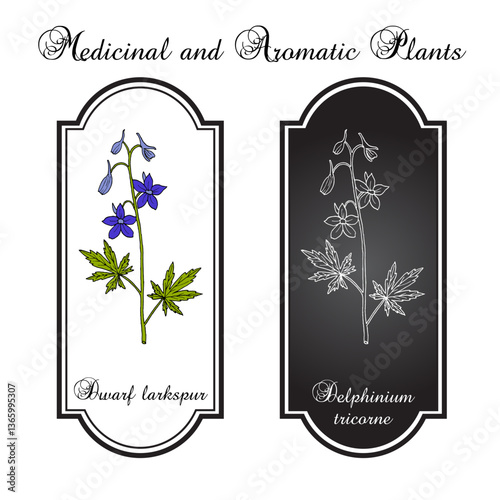 Dwarf larkspur (Delphinium tricorne), ornamental plant. Hand drawn botanical vector illustration