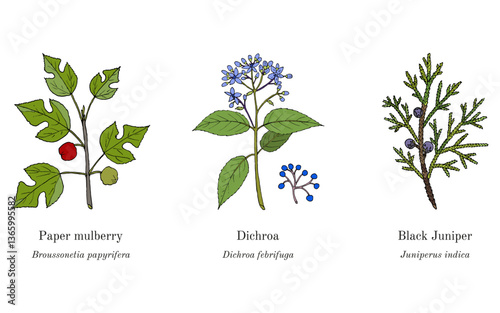 Collection of edible and medicinal plants. Hand drawn botanical vector illustration