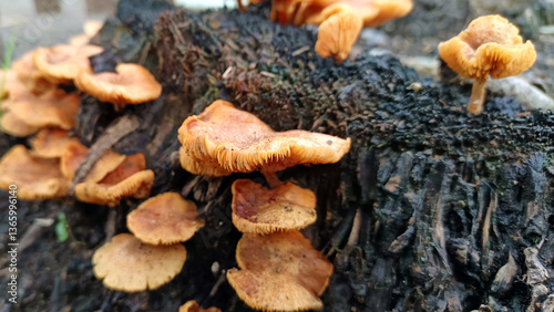 Wild mushrooms growing on trees