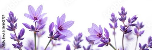 Delicate purple lavender blossoms, isolated on pure white backdrop , decoration, event, botanical