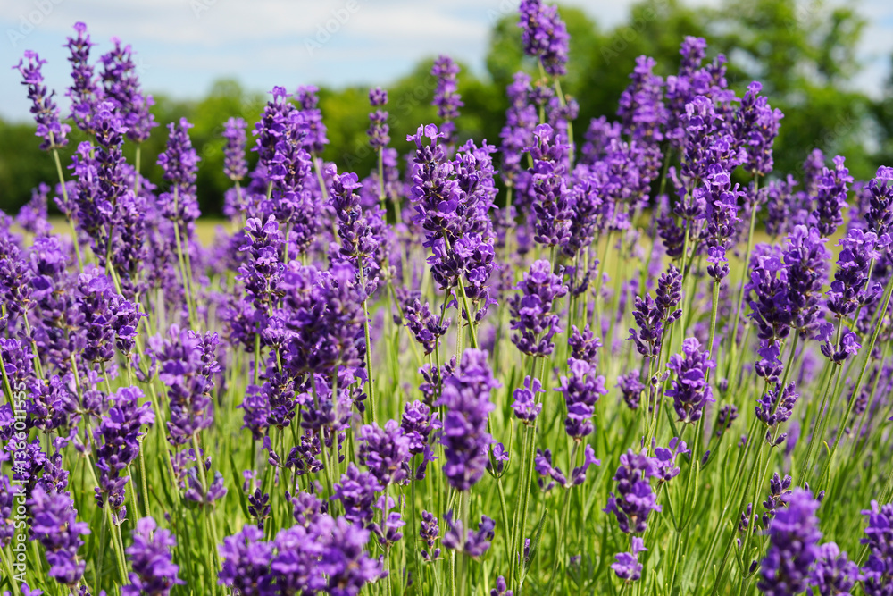 Obraz premium Lavender field in bloom, purple flowers