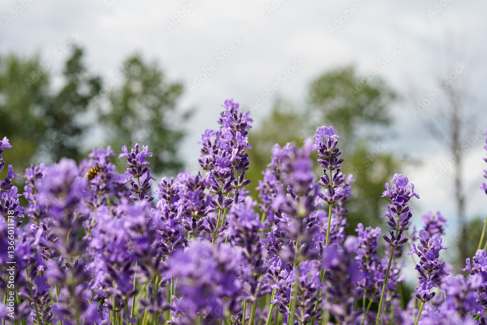 Fototapeta premium Lavender field in bloom, purple flowers