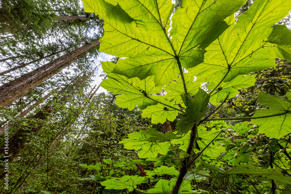 Vegetation along the Path to the Marymere Falls in the Olympic National Park, WA