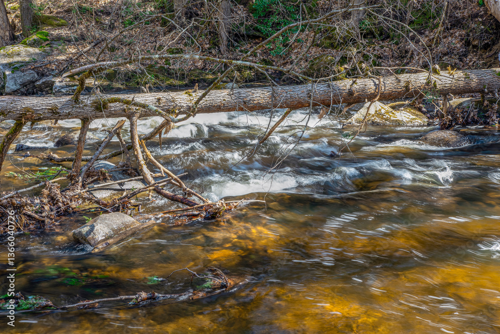 Fototapeta premium willard brook winding its way through the forest