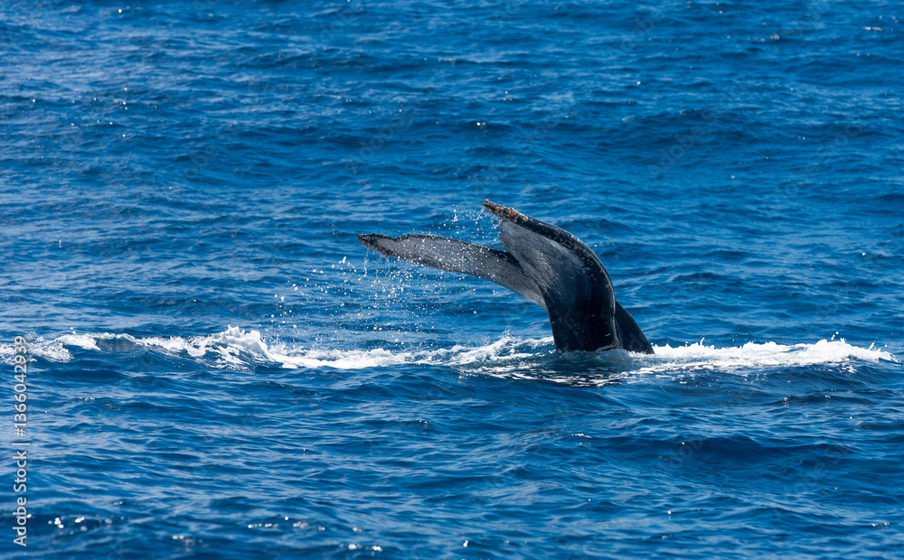 Fototapeta premium Ballena yubarta o Jorobada, Itacaré, Brasil