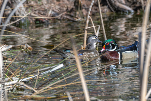 Pair of wood ducks swimming in a lake.