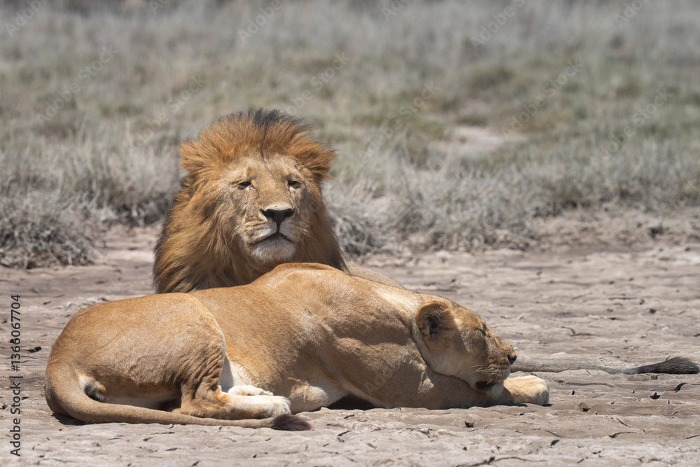 Obraz premium Male and female honeymoon couple of lions