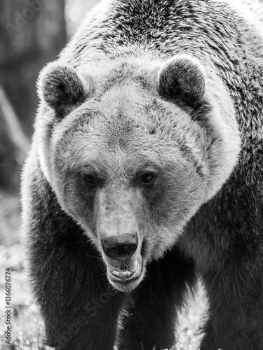 Braunbär Porträt in s/w