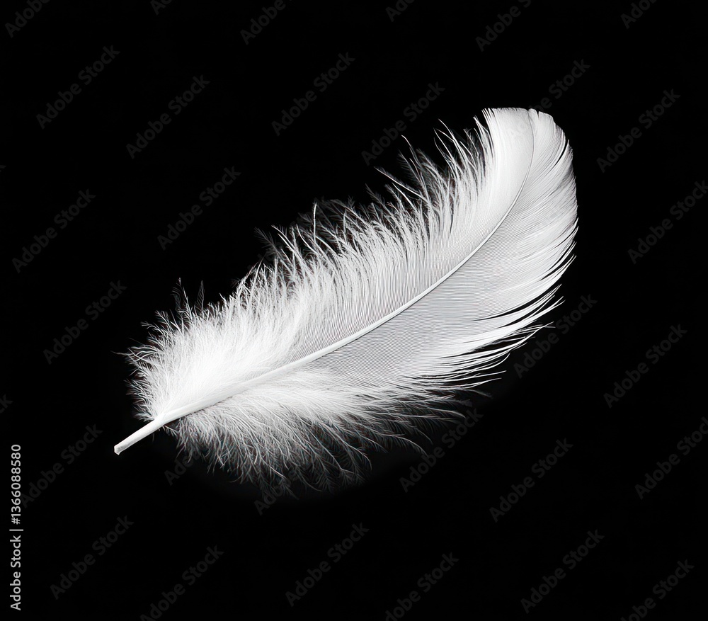 Obraz premium White Feather Detail on Black Background Symbolizing Lightness and Fragility