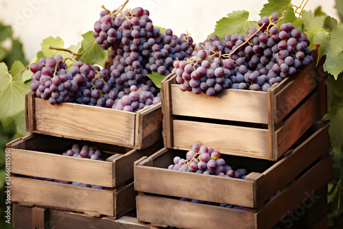 Grape harvester in vineyard
