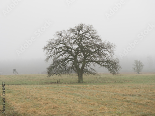 Einzelstehender Baum am Morgen, Mecklenburg-Vorpommern