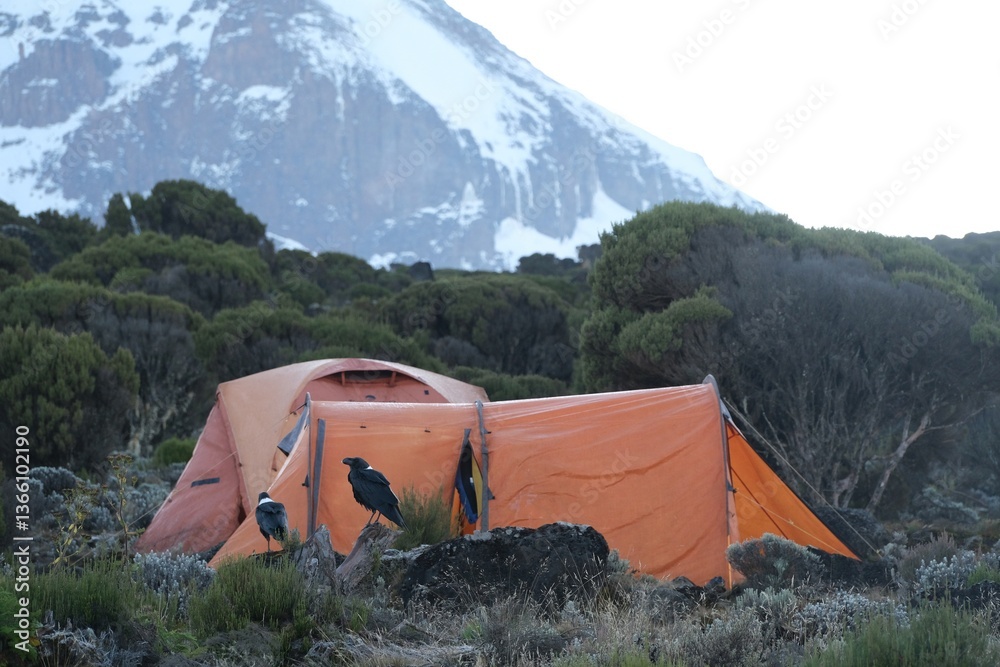 Corvus albicollis (Large-billed raven) sitting on rock next to tent on Shira Cave Camp and Kilimanjaro on background, Machame Route, Tanzania