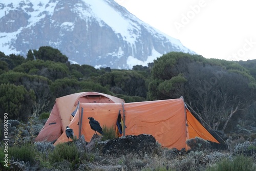 Obraz na płótnie Corvus albicollis (Large-billed raven) sitting on rock next to tent on Shira Cave Camp and Kilimanjaro on background, Machame Route, Tanzania w salonie