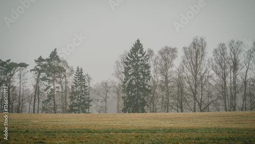 Bäume im Frühnebel, Mecklenburg-Vorpommern