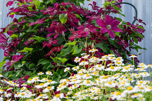 Clematis Niobe clematis flower Niobe clematis with daisies in the bush circle.