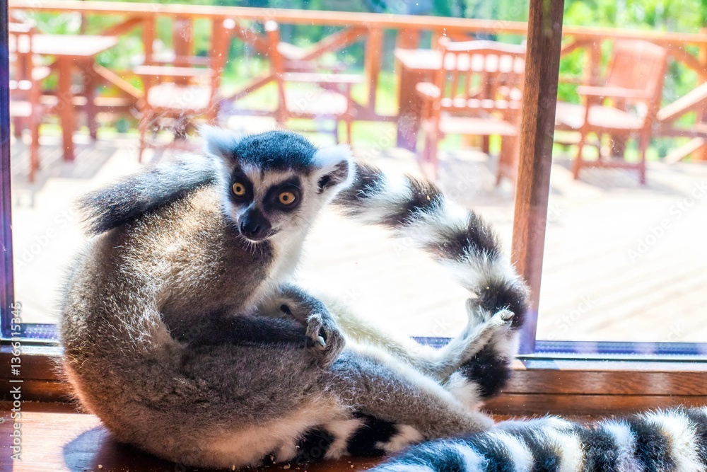 Naklejka premium Curious lemur gazing through a window in a natural setting