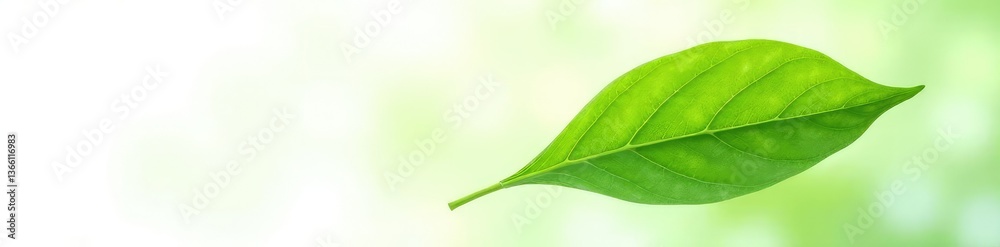 Delicate green leaf isolated on white background, nature, plant, isolated leaf Delicate green leaf isolated on white background, nature, plant, isolated leaf